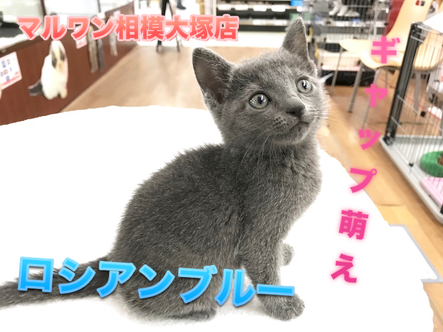 【ロシアンブルー】将来の夢は世界チャンピオン！？見た目はクール！でも、性格は・・？：マルワン相模大塚店オススメベイビーNo.814458