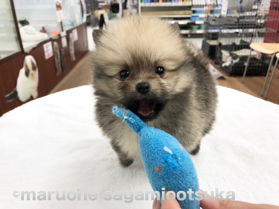 小さな口を大きく開けやる気満々のポメ君 | ポメラニアン （814459） - ペットショップ マルワン相模大塚 神奈川県大和市