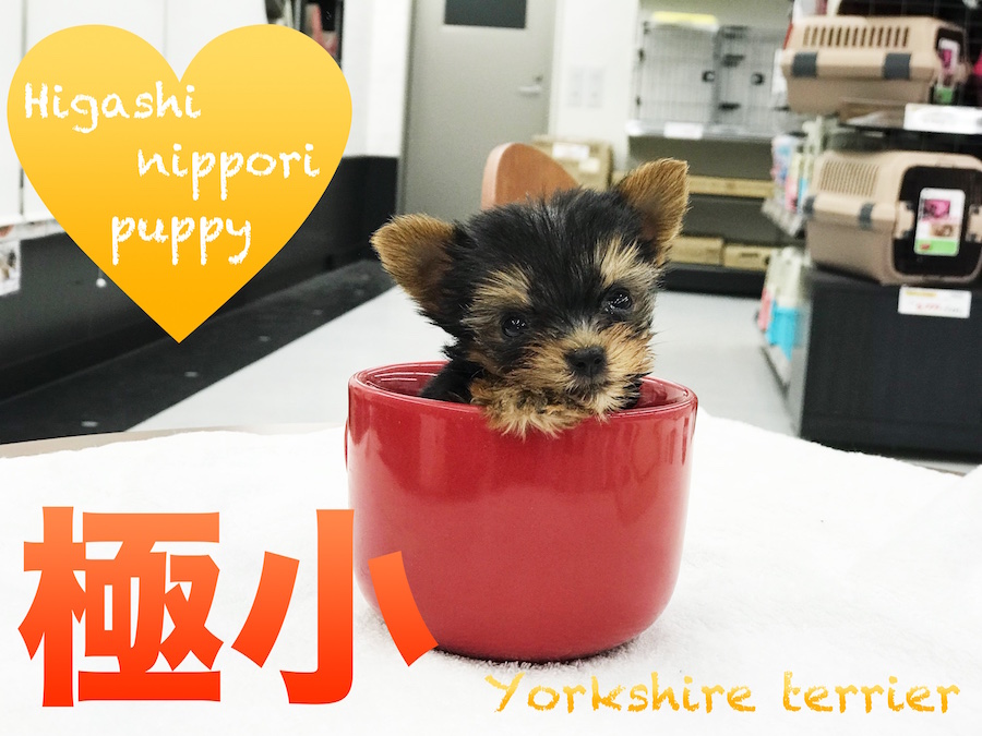 【極小ヨークシャーテリア】これが噂のマグカップヨーキー！生後57日で驚異の351g！！：東日暮里店子犬情報！No.014215（東京都荒川区）