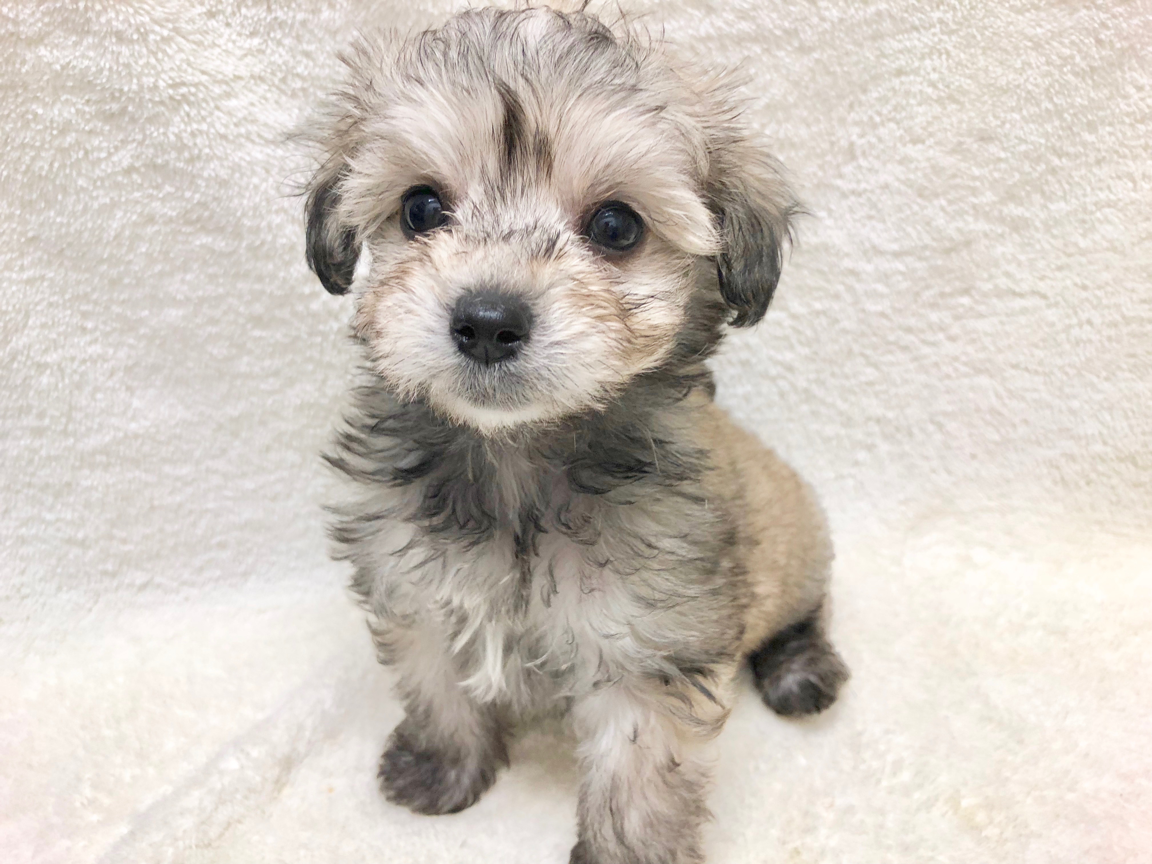 妹ちゃんのカラーはフォーン！ | マルプー - ペットショップ マルワン下丸子 東京都大田区