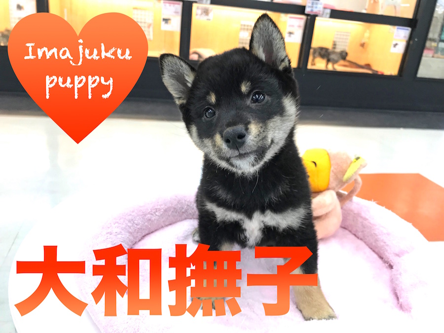 【柴犬】和犬らしい美しさ満載の大和撫子！表情豊かな黒柴ちゃん！：ペットショップマルワン今宿店(神奈川県横浜市)｜オススメ子犬情報｜No.120111