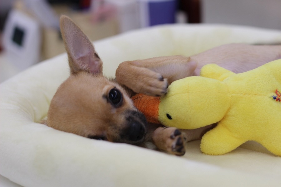 子犬は寝るのが仕事です！！笑 | チワワ（スムースコート） （311770） - ペットショップ マルワン港北ニュータウン 神奈川県横浜市都筑区
