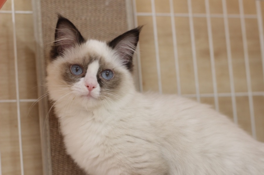 子猫なのでまだ少し淡い毛色 | ラグドール （311774） - ペットショップ マルワン港北ニュータウン 神奈川県横浜市都筑区