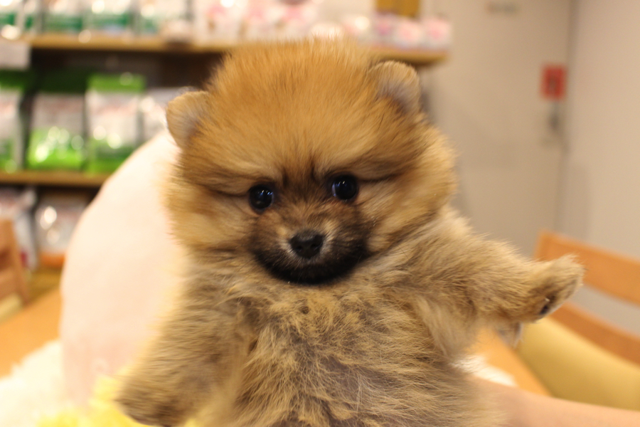 マズルは子犬の頃よりも伸びました | ポメラニアン （11518） - ペットショップ マルワン白楽 神奈川県横浜市