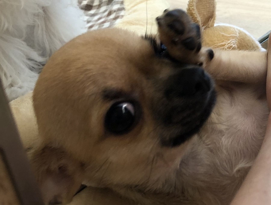 港北NT店でチワワちゃんとお待ちしています♡ | チワワ（スムースコート） （311770） - ペットショップ マルワン港北ニュータウン 神奈川県横浜市都筑区