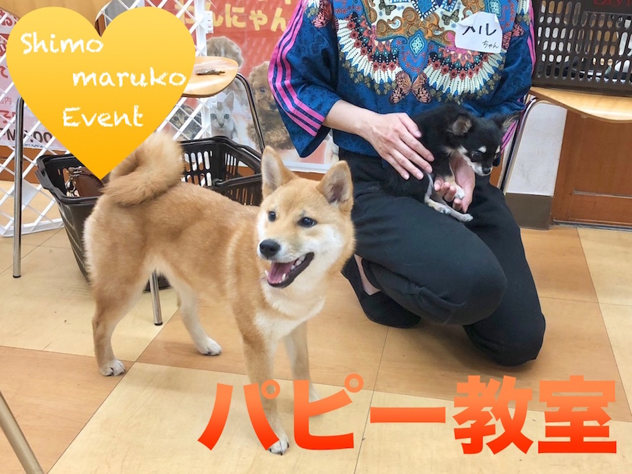 【わんこのしつけ】マルワン×アニコムコラボ企画！パピー教室！inマルワン下丸子店