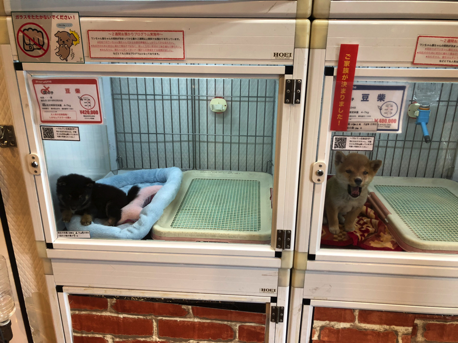 赤豆柴くんとパシャリ！ | 豆柴 （11562） - ペットショップ マルワン白楽 神奈川県横浜市
