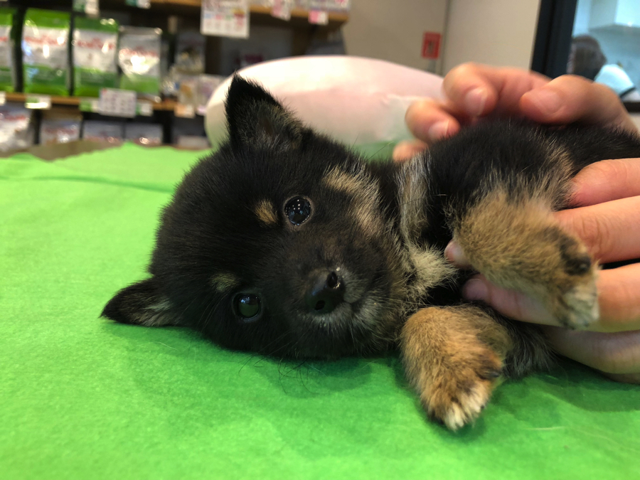 無抵抗に転がってくれる豆柴ちゃん！ | 豆柴 （11562） - ペットショップ マルワン白楽 神奈川県横浜市