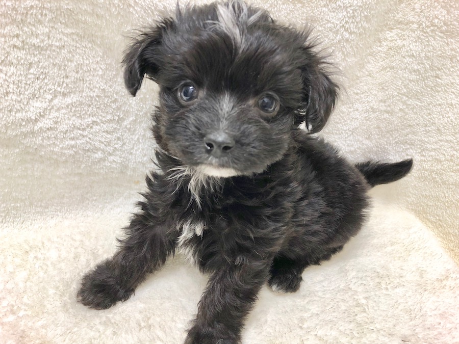お姉ちゃんのカラーはブラック！ | マルプー - ペットショップ マルワン下丸子 東京都大田区