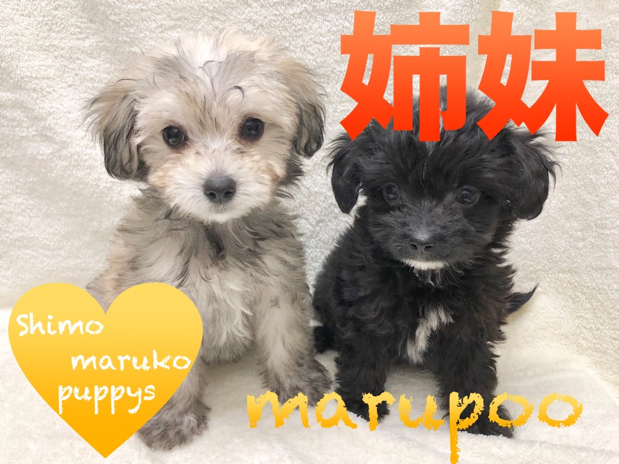 【MIX・マルプー】ブラックとフォーンの真逆カラー姉妹がやってきた！♡ペットショップマルワン下丸子店（東京都大田区）｜子犬情報｜No.116247＆No.116248