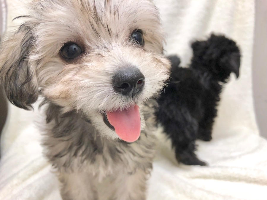 「あたしをもっと写して〜」とにっこり笑顔 | マルプー - ペットショップ マルワン下丸子 東京都大田区