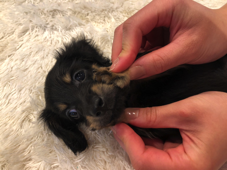初めて飼う方でもとても飼いやすい犬種 | ミニチュア・ダックスフント （11564） - ペットショップ マルワン白楽 神奈川県横浜市