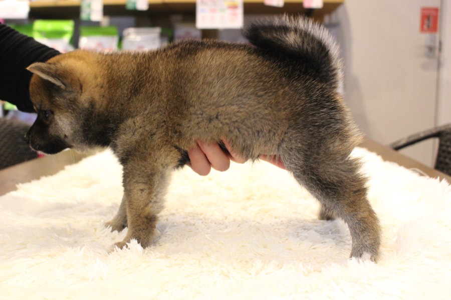 現在たぬき顔の豆柴くん | 豆柴 （11566） - ペットショップ マルワン白楽 神奈川県横浜市