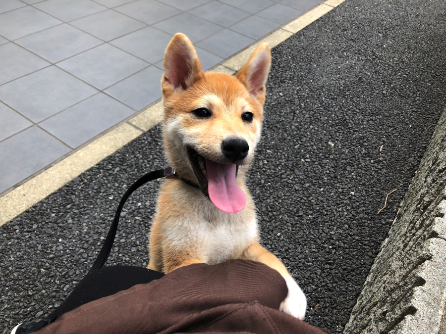 人も犬も大好きな性格の子に成長中 | 柴犬 （11552） - ペットショップ マルワン白楽 神奈川県横浜市