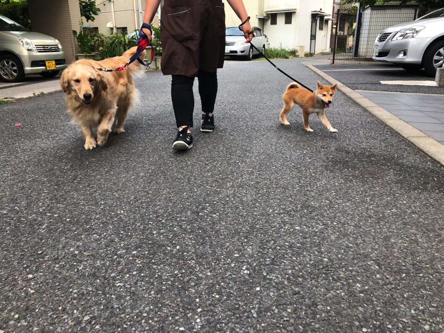 ゴールデンのモコちゃん | ペットショップ マルワン白楽 神奈川県横浜市