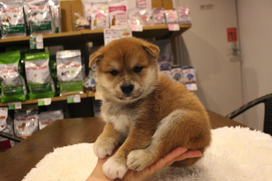 生後２ヶ月の時 | 柴犬 （11552） - ペットショップ マルワン白楽 神奈川県横浜市