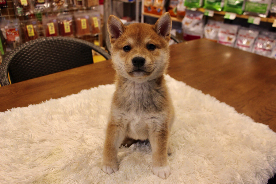 生後３ヶ月 体重が1.5kgと超小さめサイズ | 柴犬 （11552） - ペットショップ マルワン白楽 神奈川県横浜市