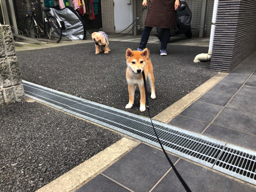 初めてのお外はとても好奇心旺盛でした！ | 柴犬 （11552） - ペットショップ マルワン白楽 神奈川県横浜市