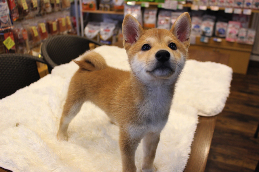現在、４ヶ月 | 柴犬 （11552） - ペットショップ マルワン白楽 神奈川県横浜市