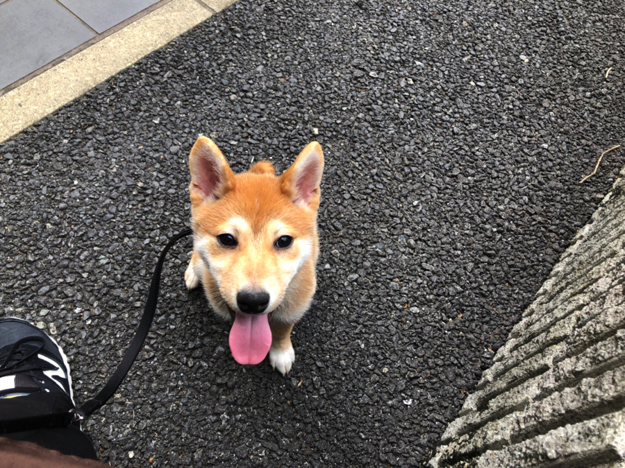 お座りの合図でしっかりと座ることが出来ました♪ | 柴犬 （11552） - ペットショップ マルワン白楽 神奈川県横浜市