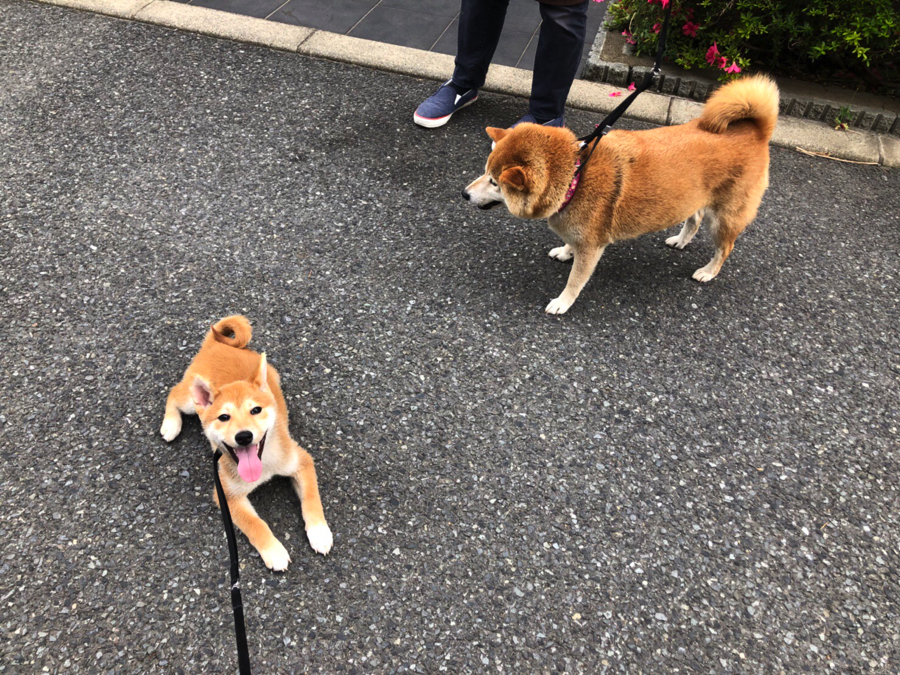 満面の笑みをくれる柴くん！ | 柴犬 （11552） - ペットショップ マルワン白楽 神奈川県横浜市