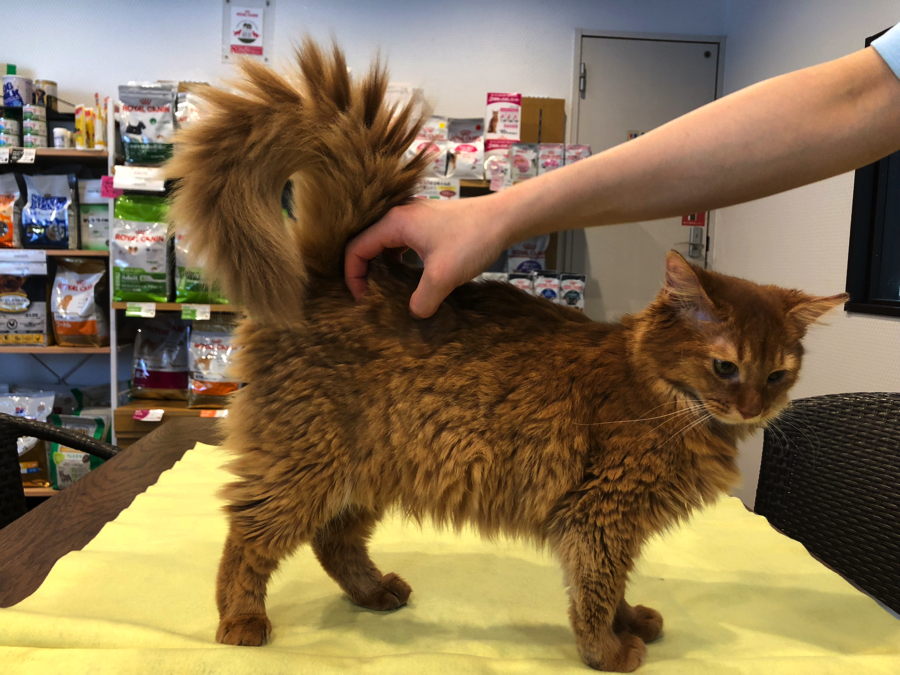 猫は『飼いやすい』 | ソマリ （11543） - ペットショップ マルワン白楽 神奈川県横浜市