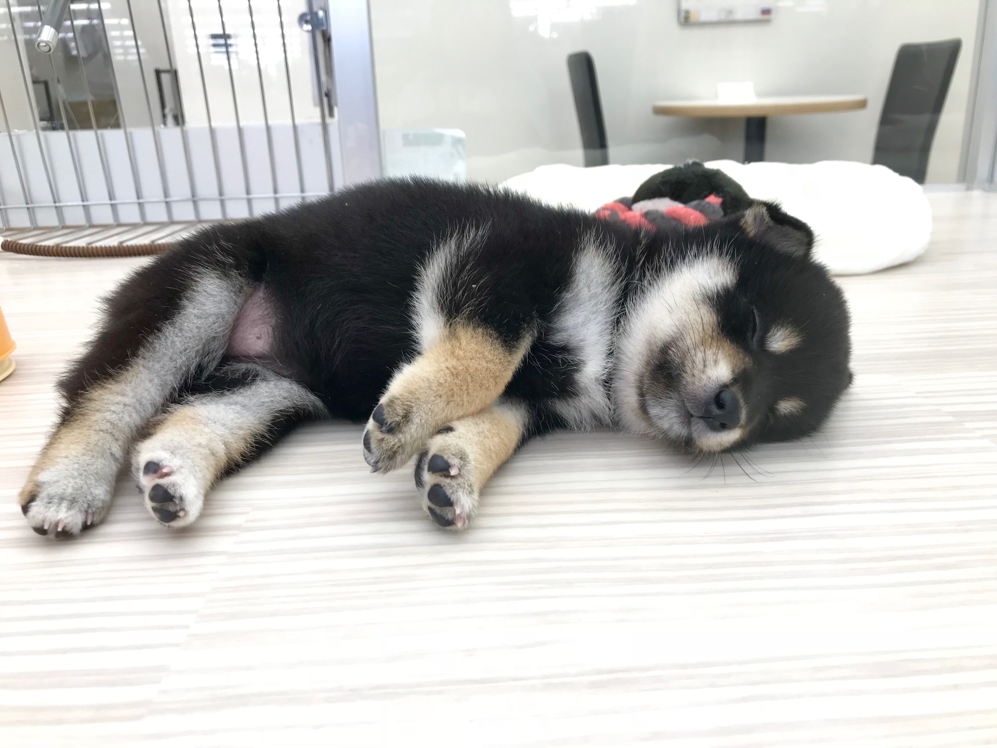 気持ちよさそうな姿がたまらない～！ | 柴犬 （512537） - ペットショップ マルワン本羽田 東京都大田区