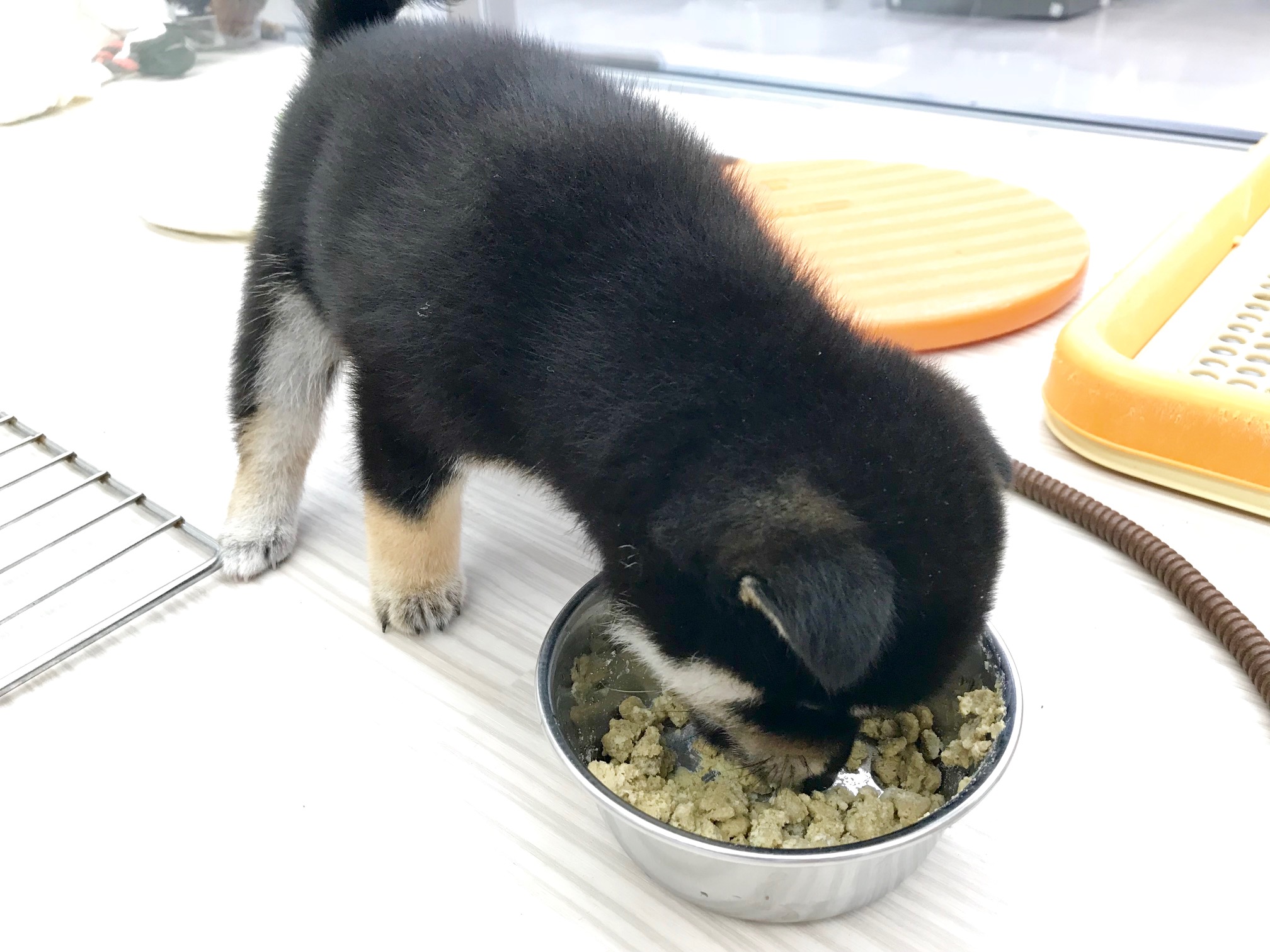 黒柴ちゃんも、皆に負けじとモリモリ食べています！ | 柴犬 （512537） - ペットショップ マルワン本羽田 東京都大田区