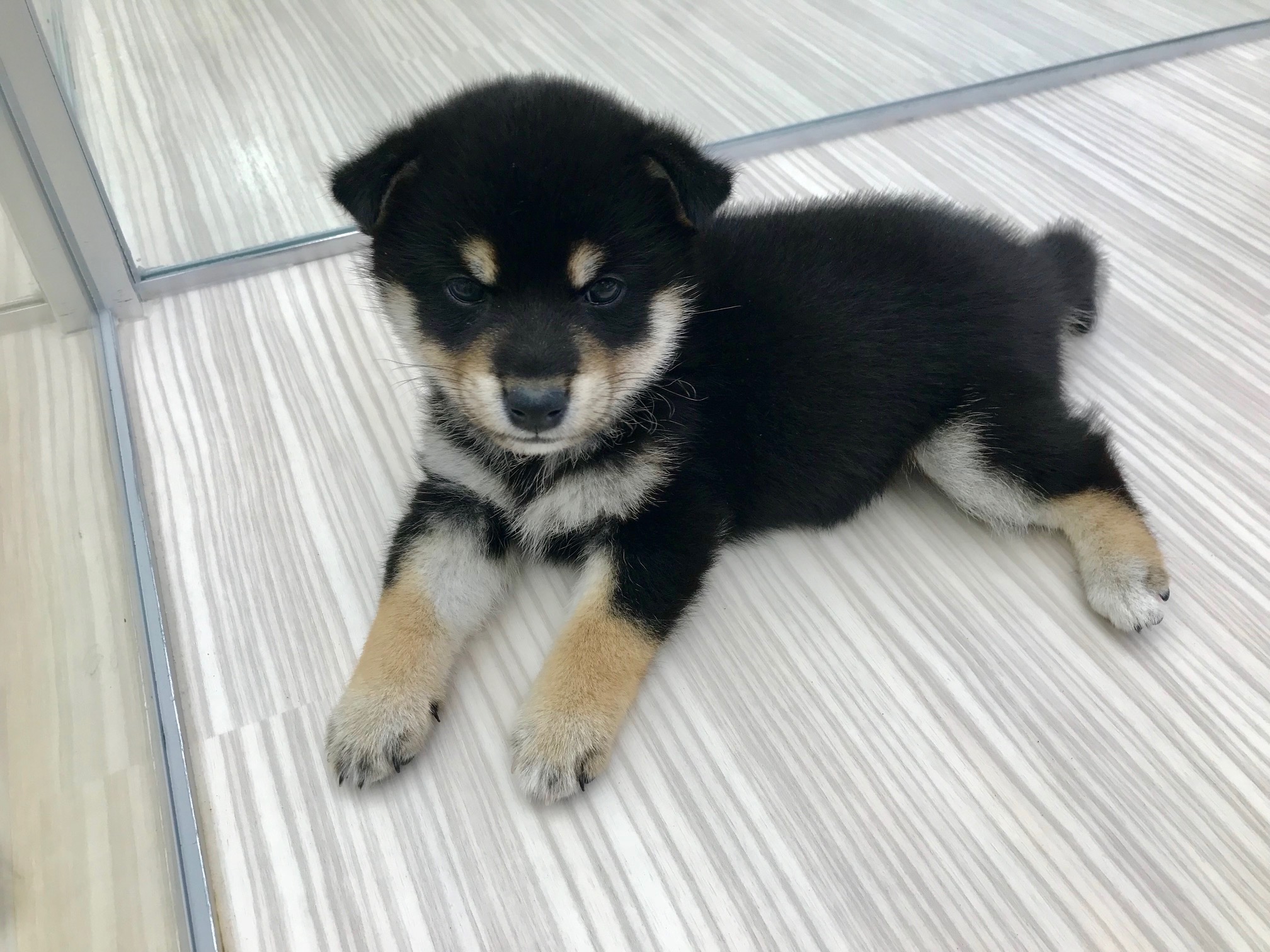 写真撮影協力ありがとう！ぐっすりおやすみなさいzzZ | 柴犬 （512537） - ペットショップ マルワン本羽田 東京都大田区