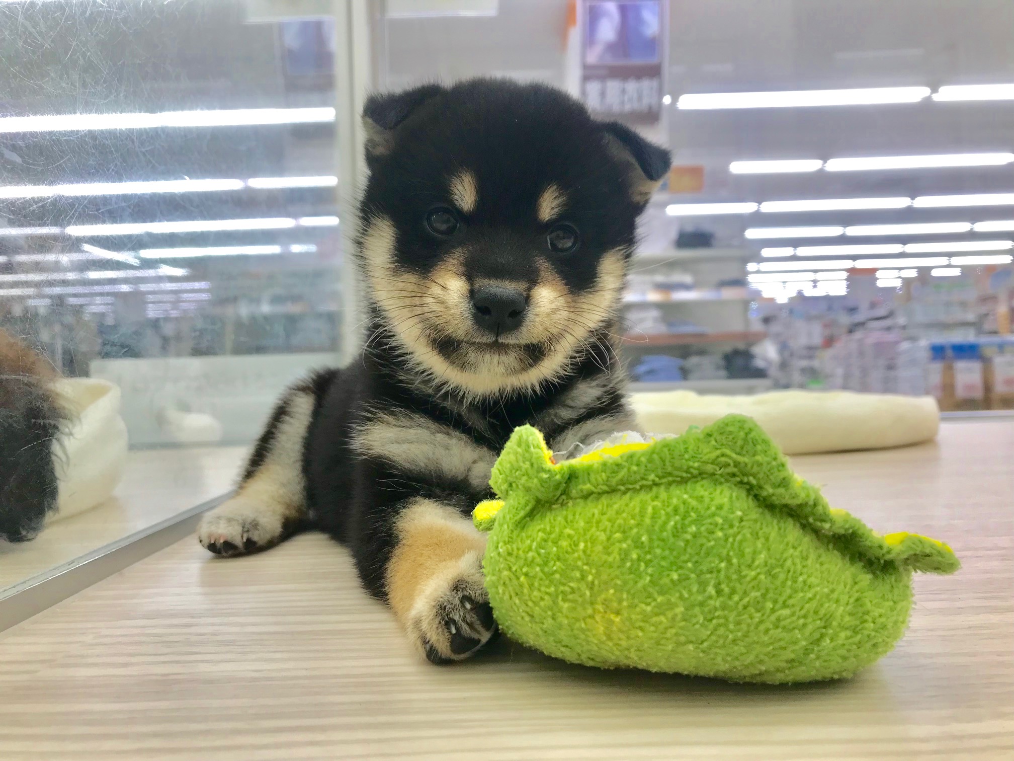 完全癒し系のムッチリボディー | 柴犬 （512537） - ペットショップ マルワン本羽田 東京都大田区