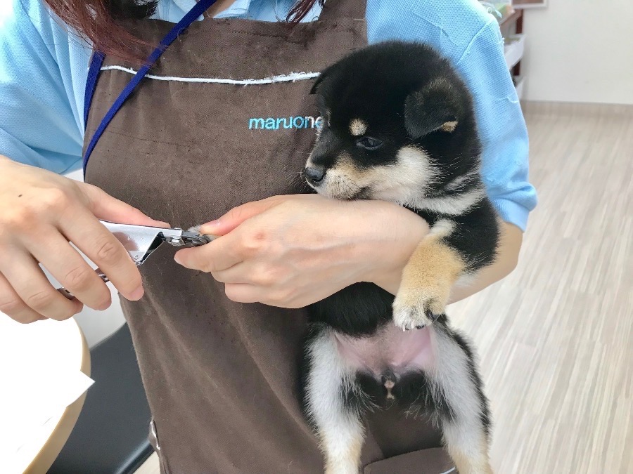 入店して始めてのグルーミング | 柴犬 （512537） - ペットショップ マルワン本羽田 東京都大田区