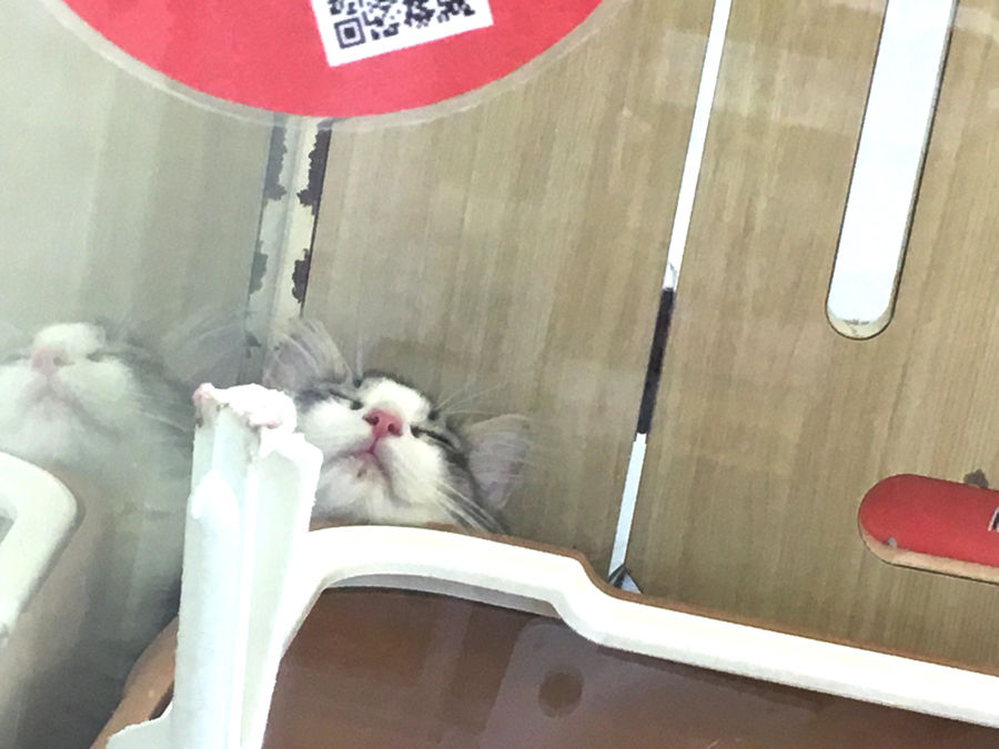 3/30　おトイレの陰に隠れて寝るのは一応隠れているつもり… | ノルウェージャン・フォレスト・キャット （6130683） - ペットショップ マルワン大倉山 神奈川県横浜市港北区