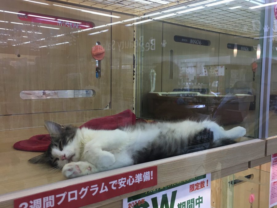 5/3　今日は普通だ!!と思ったら... | ノルウェージャン・フォレスト・キャット （6130683） - ペットショップ マルワン大倉山 神奈川県横浜市港北区