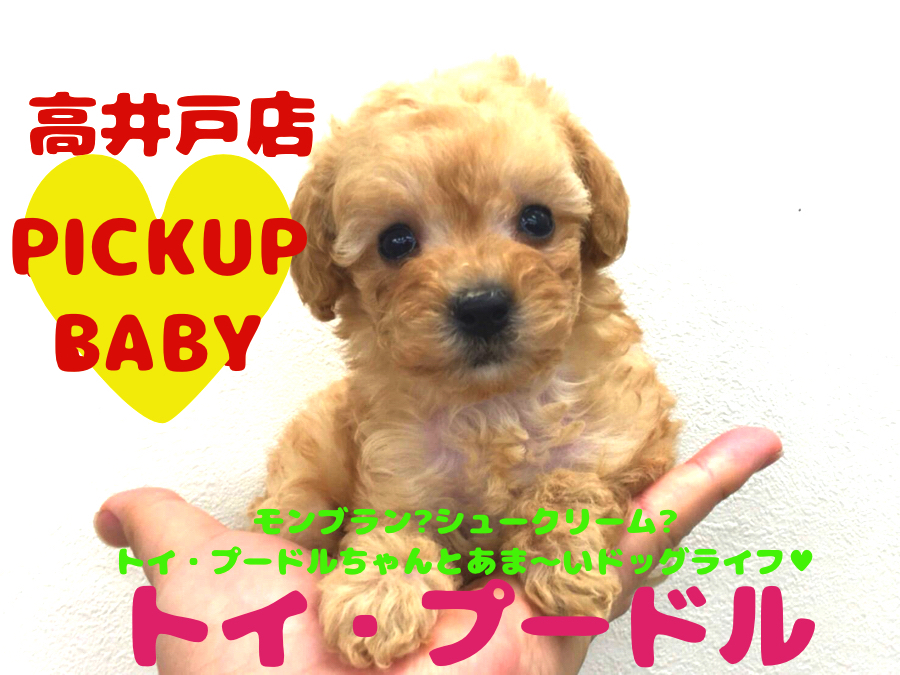 【トイ・プードル】都内でピカ☆イチの整ったお顔立ち・毛量の女の子!見ているだけで癒やしスポットに早変わり!：マルワン高井戸店（杉並区）オススメ子犬情報✦Ｎｏ.130032