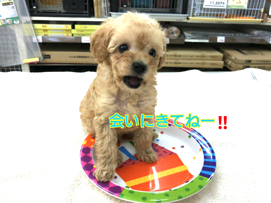 甘いスイーツの様なトイ・プードルちゃん | トイ・プードル （130032） - ペットショップ マルワン高井戸 東京都 高井戸