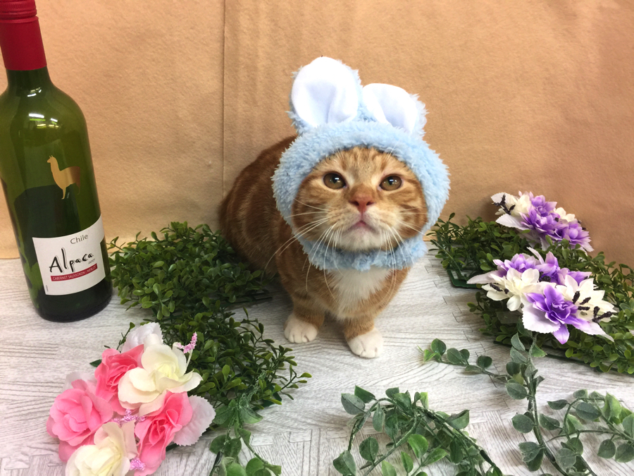 マンチカン - ペットショップ マルワン大倉山 神奈川県横浜市港北区