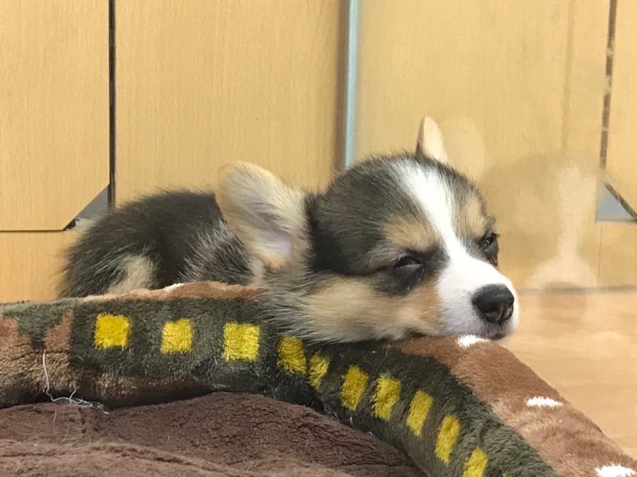 おやすみなさいｚｚｚ | ウェルシュ・コーギー・ペンブローク （117151） - ペットショップ マルワン鎌ヶ谷 千葉県鎌ヶ谷市北初富