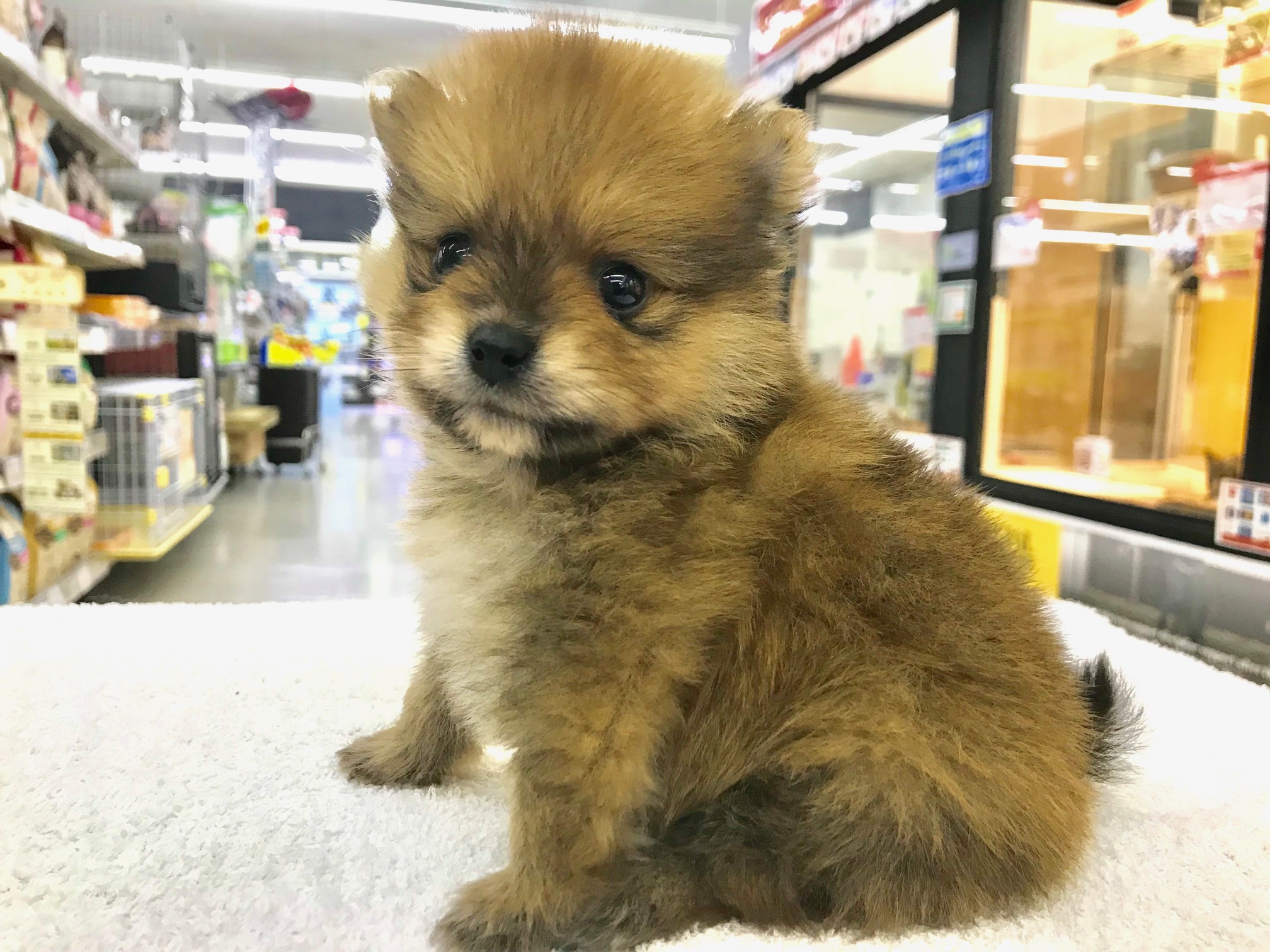 タヌキ顔でお目目パッチリ | ポメラニアン （117153） - ペットショップ マルワン鎌ヶ谷 千葉県鎌ヶ谷市北初富