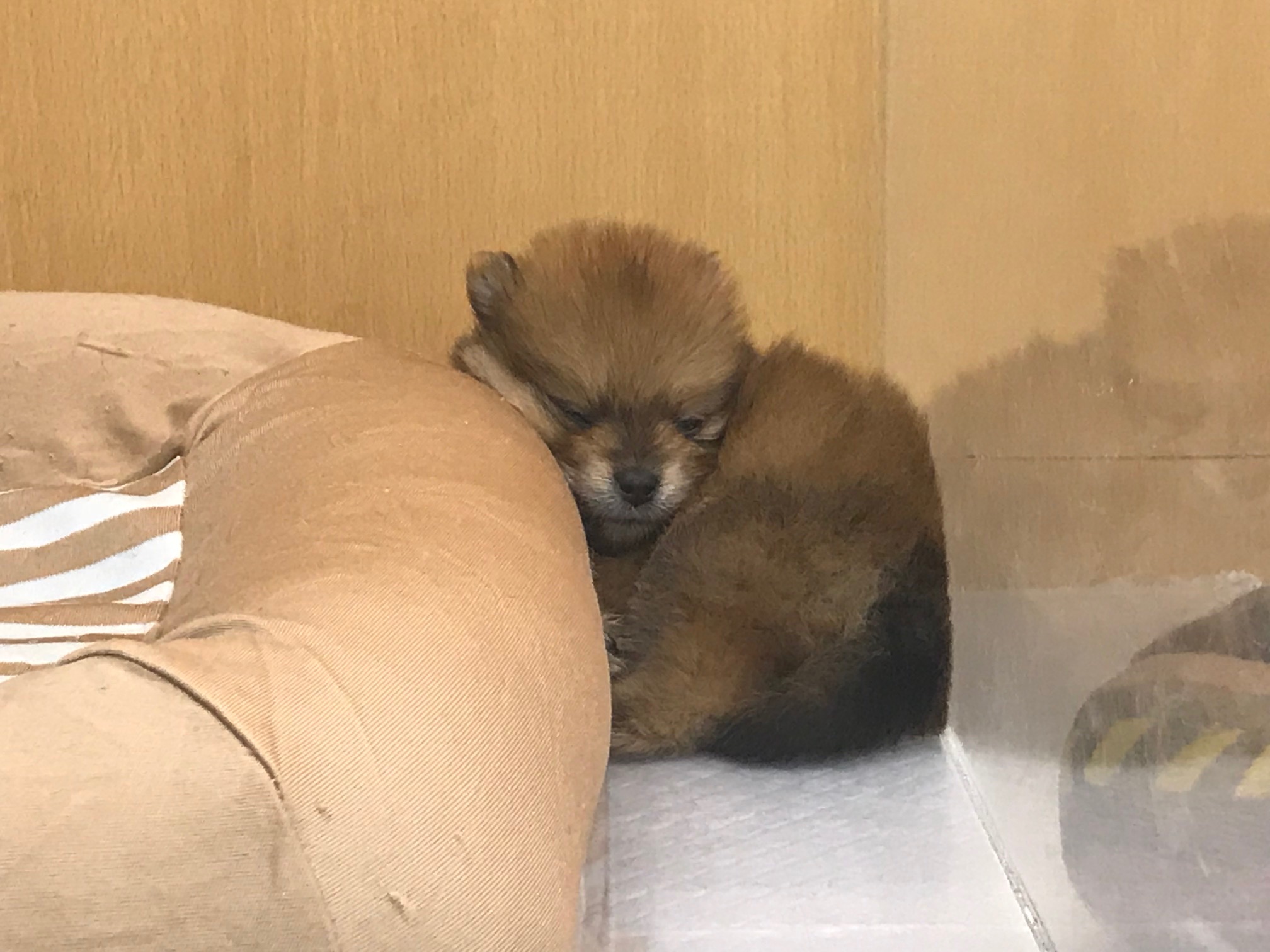 お気に入りのベッドの隙間でスヤスヤ | ポメラニアン （117153） - ペットショップ マルワン鎌ヶ谷 千葉県鎌ヶ谷市北初富