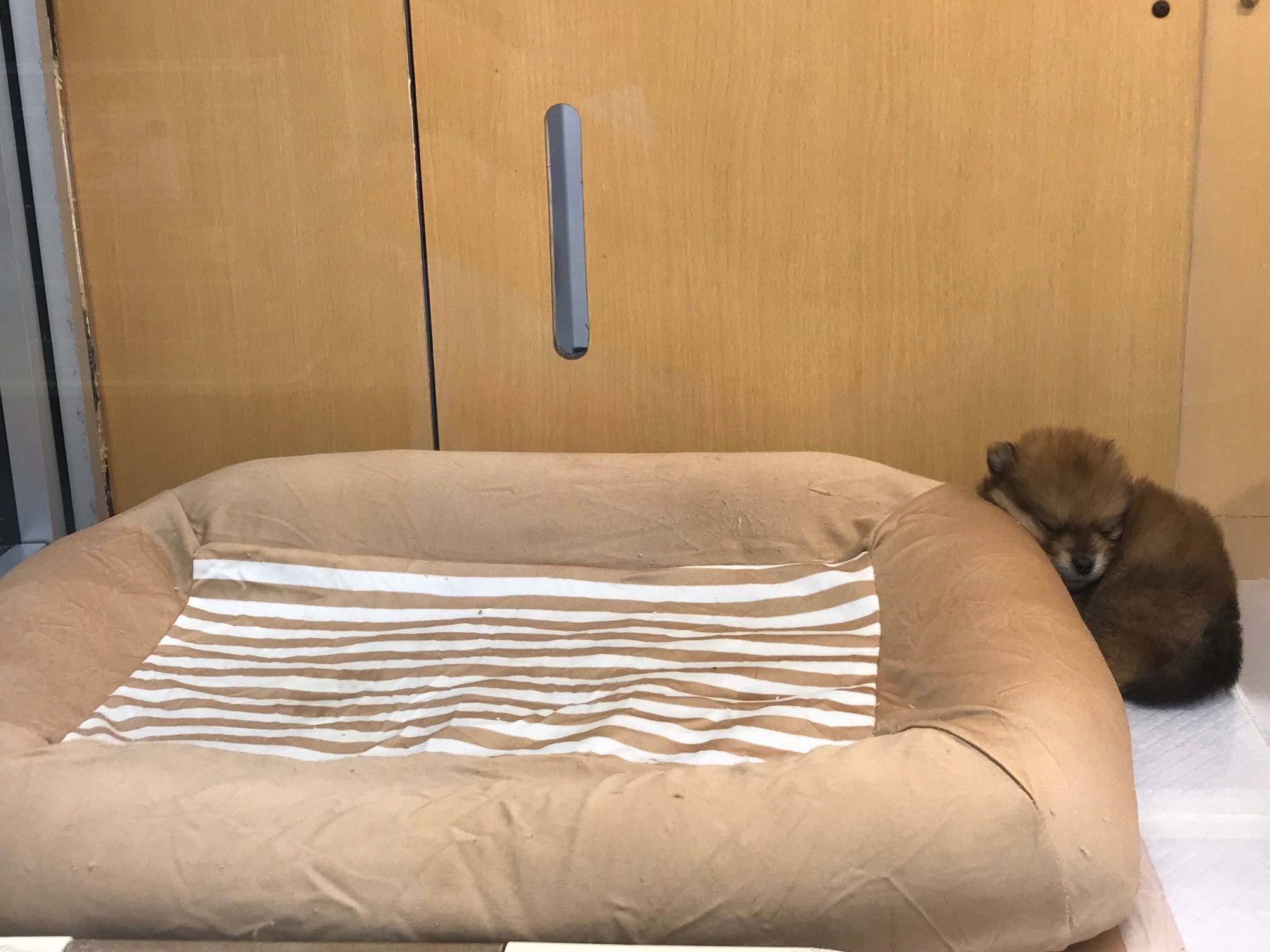 おまけショット | ポメラニアン （117153） - ペットショップ マルワン鎌ヶ谷 千葉県鎌ヶ谷市北初富