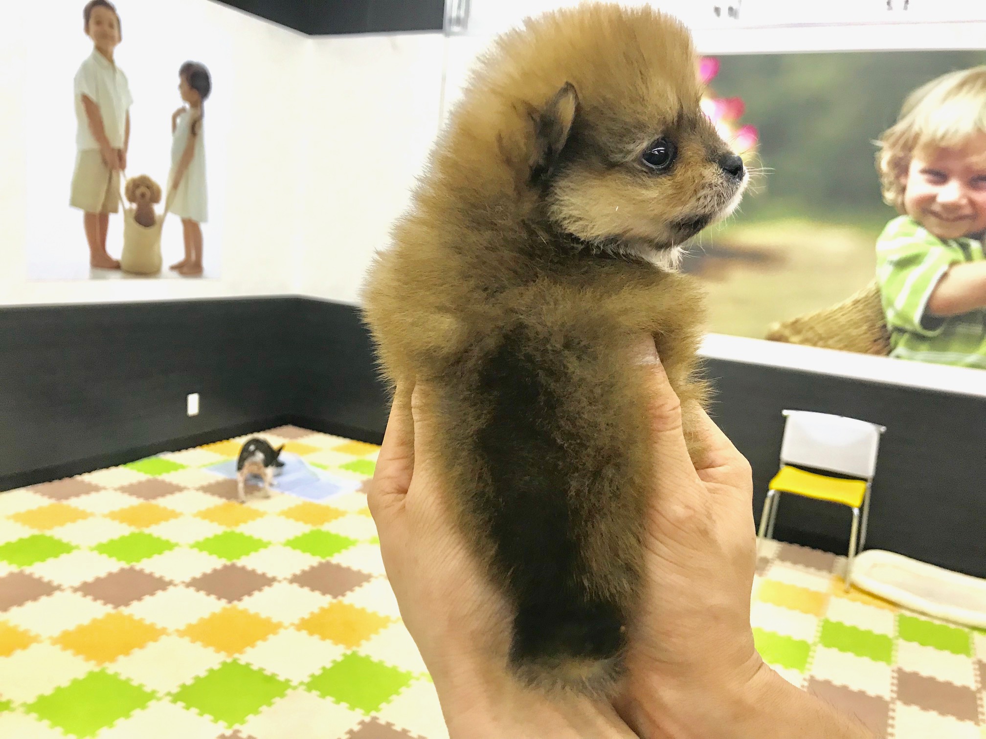 毛量抜群・濃いめのオレンジ | ポメラニアン （117153） - ペットショップ マルワン鎌ヶ谷 千葉県鎌ヶ谷市北初富