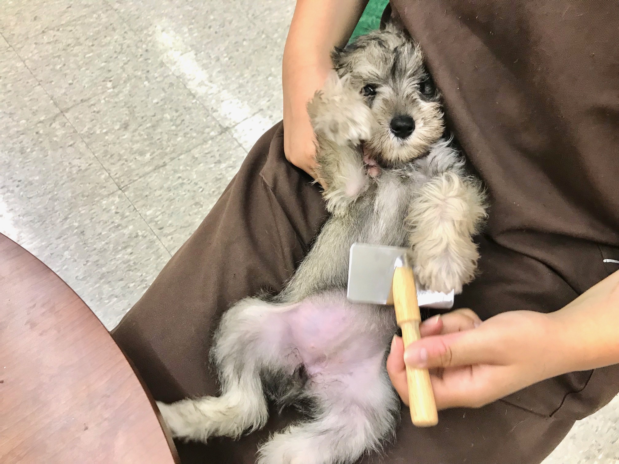 お手入れ慣れも完璧！ | ミニチュア・シュナウザー （117152） - ペットショップ マルワン鎌ヶ谷 千葉県鎌ヶ谷市北初富