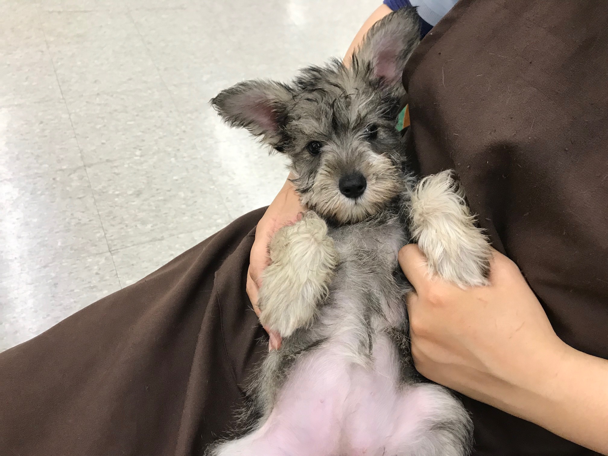 ブラッシング時もおりこう♪ | ミニチュア・シュナウザー （117152） - ペットショップ マルワン鎌ヶ谷 千葉県鎌ヶ谷市北初富
