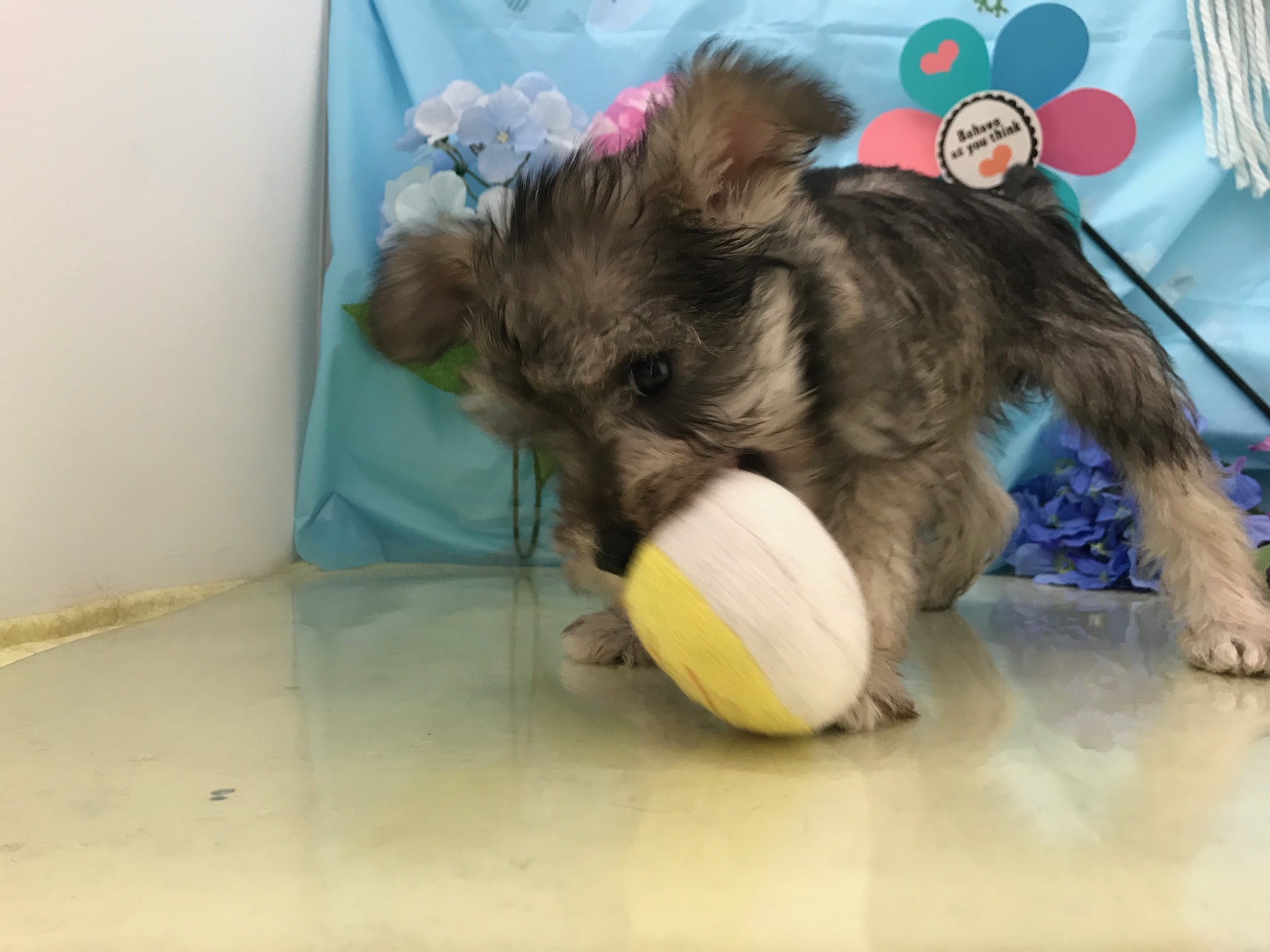 おもちゃにテンションアゲアゲ☆ | ミニチュア・シュナウザー （117152） - ペットショップ マルワン鎌ヶ谷 千葉県鎌ヶ谷市北初富