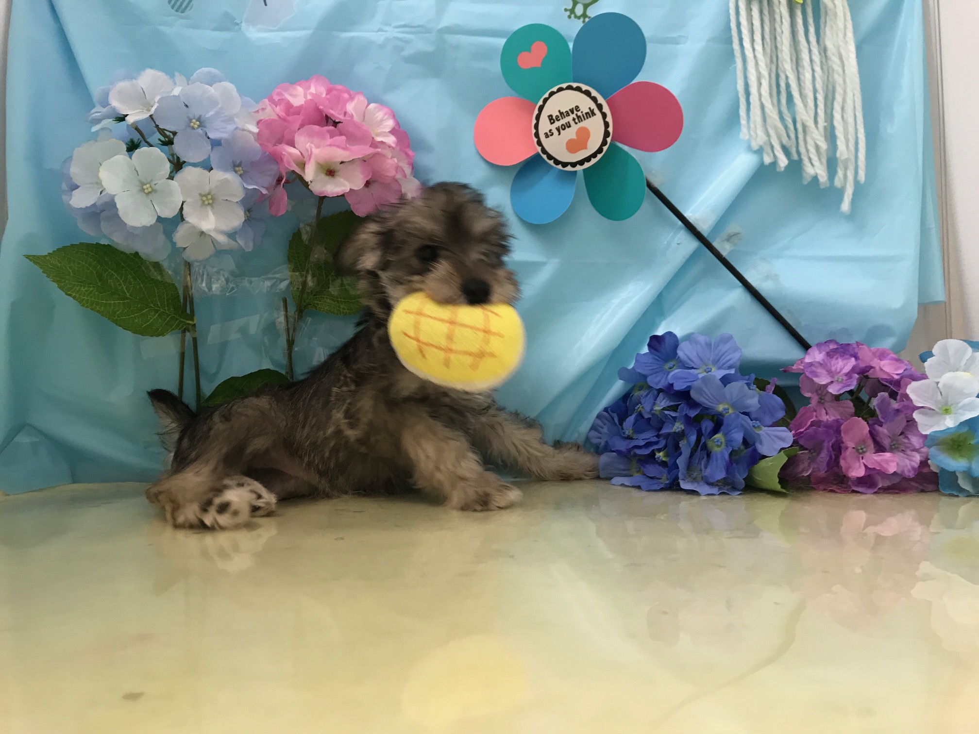 あまりの勢いで写真がブレる | ミニチュア・シュナウザー （117152） - ペットショップ マルワン鎌ヶ谷 千葉県鎌ヶ谷市北初富