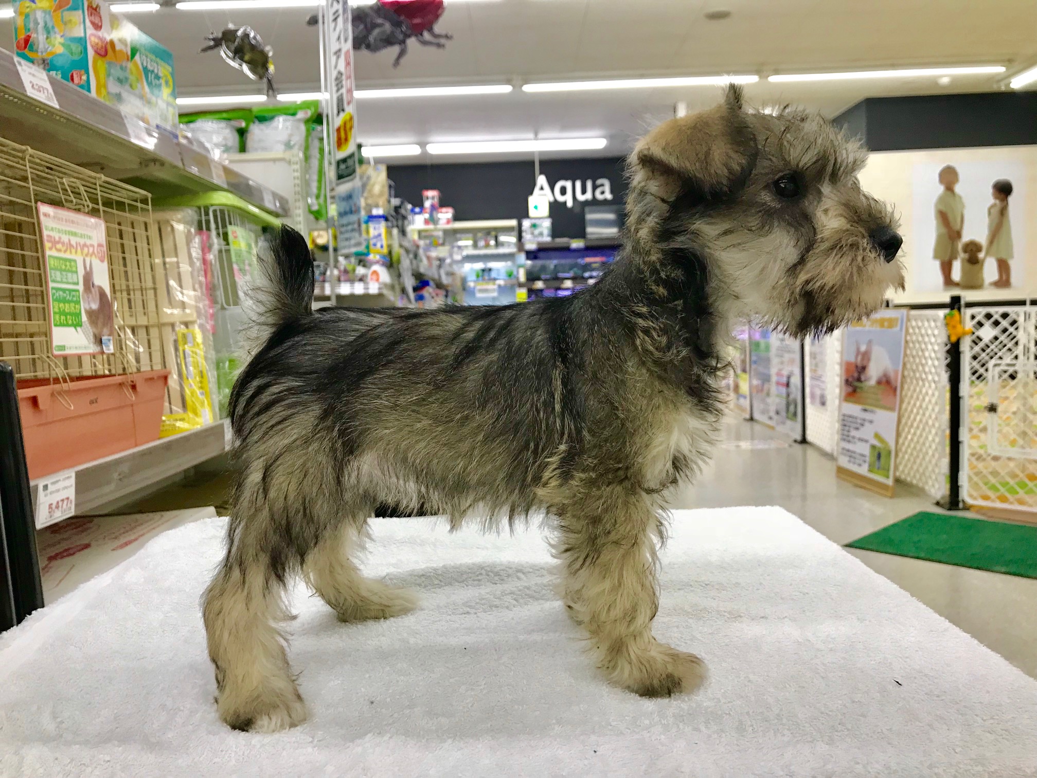 淡いブラウンが入った子は珍しい | ミニチュア・シュナウザー （117152） - ペットショップ マルワン鎌ヶ谷 千葉県鎌ヶ谷市北初富