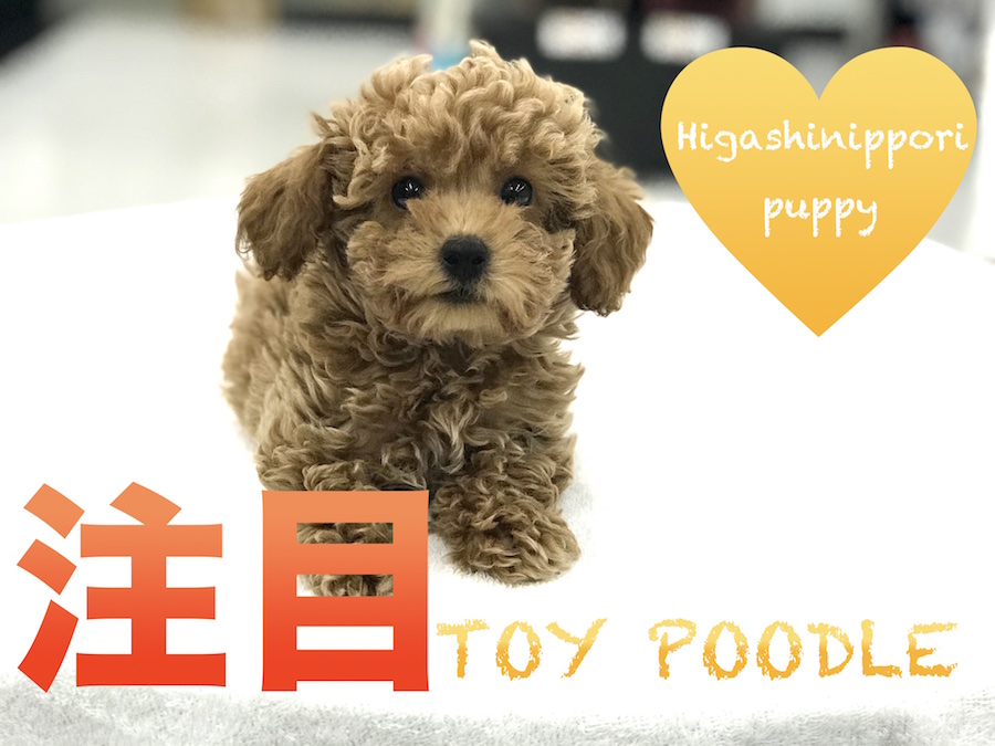 【トイ・プードル】アプリコットテディで母の日に新しい家族をお迎え！飼いやすさ抜群の理由を３つのポイントでご紹介！！：マルワン東日暮里店（東京都荒川区）子犬情報 No.014214