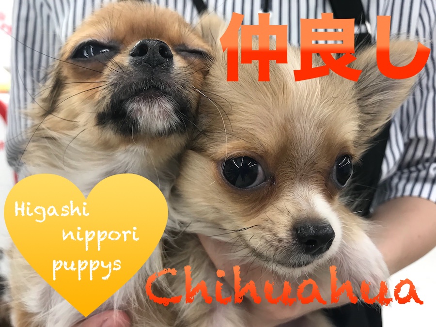 【ちびチワワ】兄妹みたいに仲良し！小さめサイズでちびチワワーズ！！：マルワン東日暮里店（東京都荒川区）子犬情報 No.014206＆014212