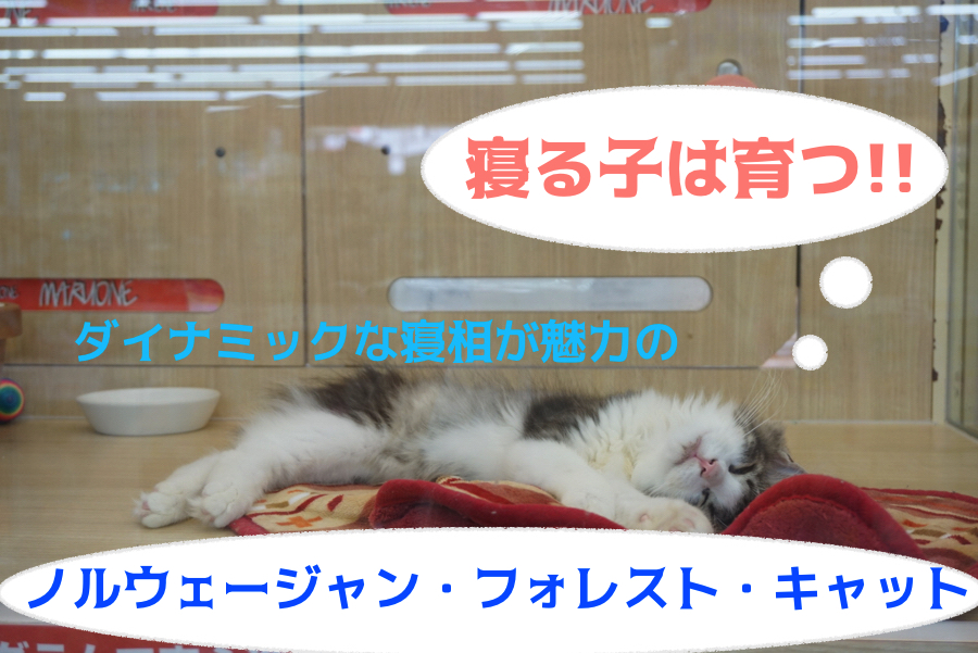 【ノルウェージャン・フォレスト・キャット】愛嬌の塊！美しい容姿に似つかわしくないダイナミックな寝姿にギャップ萌え!!：大倉山店PICKUPベイビーNo.6130683