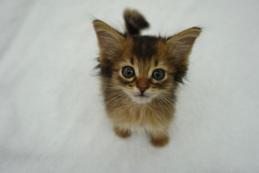 きつすぎないアーモンドアイと子猫の特徴のキトンブルー | ソマリ （6130692） - ペットショップ マルワン大倉山 神奈川県横浜市港北区
